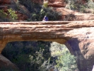 PICTURES/Vultee Arch Trail - Sedona/t_Vultee Arch & Flutest.JPG